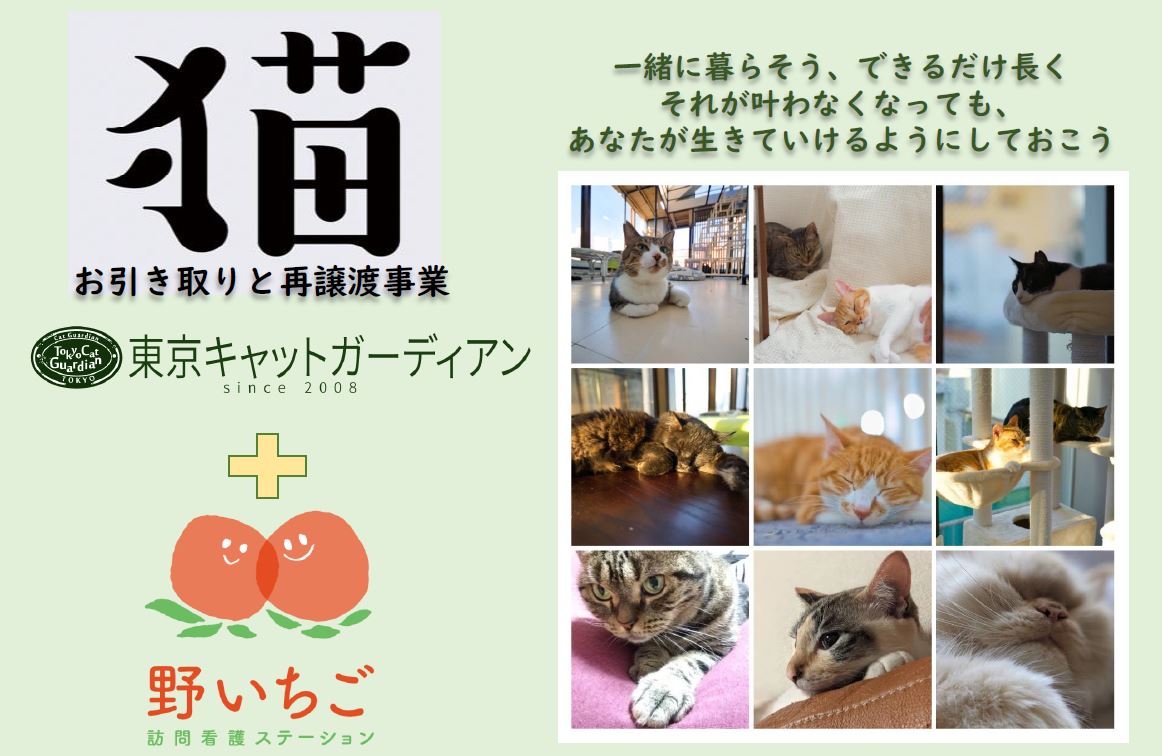 ねこのゆめ